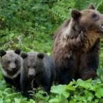 Cortina d'Ampezzo vuole adottare i due cuccioli di Daniza
