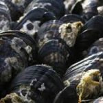 Una supercolla resistente all'acqua