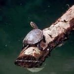 Tartaruga ligure minacciata da quella Americana