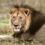 Troppo inquinamento. E i leoni perdono i denti