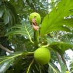Combattere la fame nel mondo con..L'albero del pane