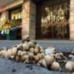 Al degrado di Roma non c'è fine. Funghi dall'asfalto e maiali per strada. Foto