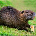 Lombardia shock: ok a legge per uccidere le nutrie, in qualsiasi modo e tempo