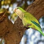 Roma invasa dai pappagalli