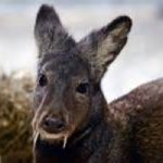 Avvistati Cervi con le zanne: specie rarissima