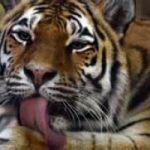 Parigi: caccia alla tigre che vaga in città. Foto