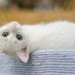 gatti