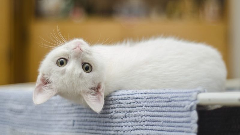 gatti