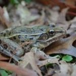 Scoperta una rana che tossisce