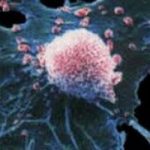 Il cancro si cura con gli antibiotici