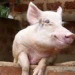 Blue Economy: nuovi posti di lavoro dall’agricoltura integrata