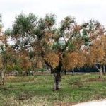 Salento, xylella. Al via sradicamento ulivi