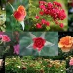 Roseto di Roma Capitale: giorni e orari di apertura