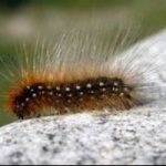 Allarme processionaria. Attenzione ai cani