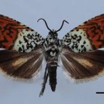 Scoperte 139 nuove specie tra piante e animali