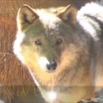 4 nuovi inquilini al Bioparco di Roma