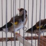 Richiami vivi: stop definitivo