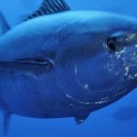 Tonno rosso: l'allarme del WWF