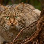 Cibo per gatti ritirato dal mercato. Pericoloso per felini