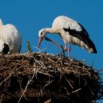 Cicogne monitorate, grazie ad un app