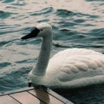 Cigni robot monitoreranno le acque