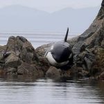 Orca arenata sugli scogli. Salvata dopo 6 ore