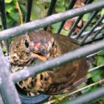 Richiami vivi: una legge li impedisce