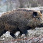 Cinghiali, WWF: 'gestire l'emergenza'