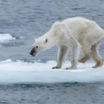 Orso smagrito: ecco la prova dei danni fatti dall'uomo