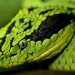 Serpenti a 4 zampe
