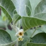Ashwagandha: il ginseng indiano per i muscoli