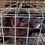 Roma: animalisti alle sfilate protestano contro le pellicce