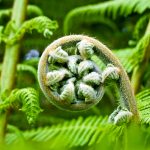 7 oggetti che puoi piantare dopo l’uso