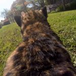 Videocamera sulla schiena di un ghepardo: ecco il video