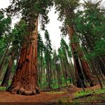 L'incredibile lavoro delle sequoie californiane