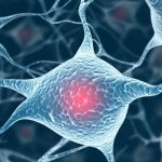 Neuroni artificiali che si comportano come quelli biologici