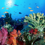 C'è una barriera dietro la Grande Barriera Corallina