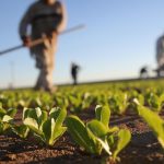 Concorso di idee per innovare l'agricoltura del sud Italia