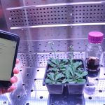 Monitorare gli esplosivi con gli spinaci? Davvero?