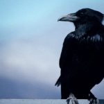I corvi non dimenticano