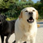Tagliare le corde vocali ai cani? Negli Stati Uniti la legge lo consente. Firmiamo perché da noi non...