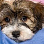 I cani ci comunicano con le espressione viso