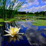 Riportare alla vita le piante degli «stagni fantasma»