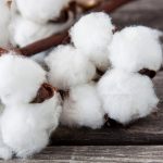 Cotone sostenibile sempre più di moda, l’indagine del WWF