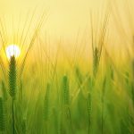 La più potente microcella solare biologica