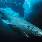 L'animale più vecchio del mondo