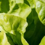 Epidemia di E.Coli negli Stati Uniti