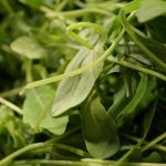 La rucola, una verdura decisamente rock