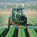 Clorpirifos: un prodotto chimico contro lo sviluppo neurologico