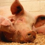 Maiali geneticamente modificati in Cambogia